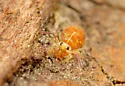 Pseudobourletiella spinata