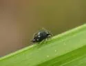 Pseudobourletiella spinata - photo 4