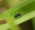 Pseudobourletiella spinata - photo 5