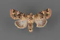Pseudobryomima distans - Hodges#9598