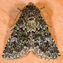 Mossy Pseudobryomima - Hodges#9599