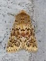 Mossy Pseudobryomima - Hodges#9599 - photo 4