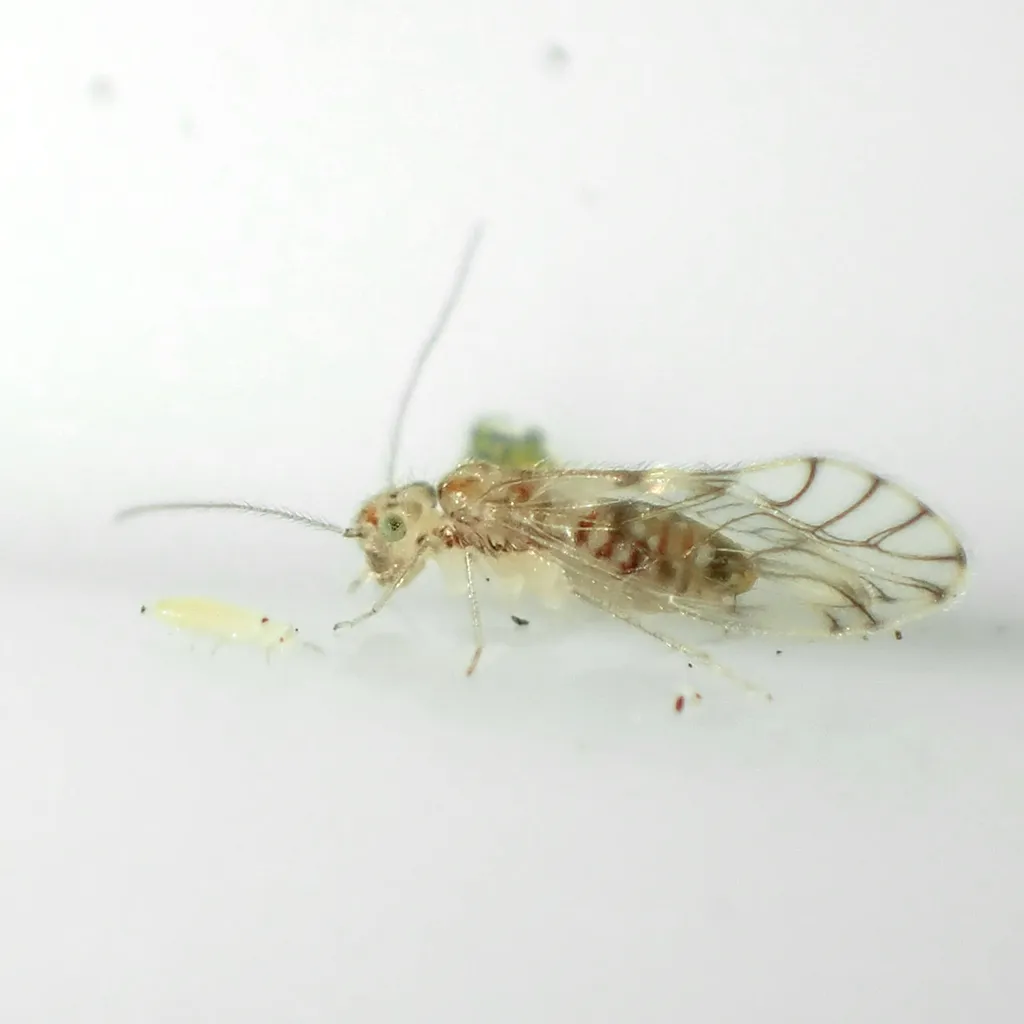 False Lizard Barklice - Pseudocaeciliidae