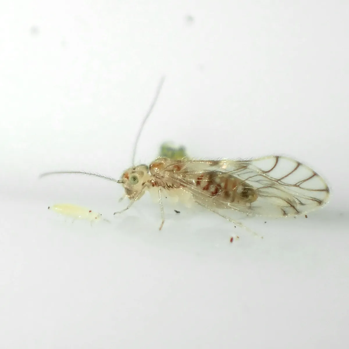 False Lizard Barklice - photo 3