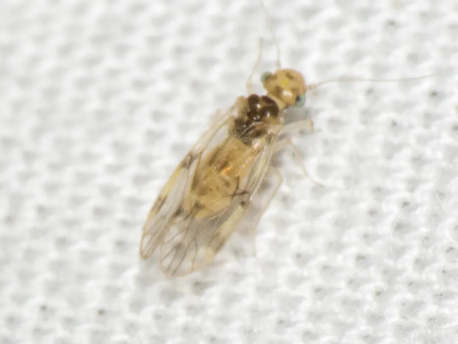 Pseudocaecilius citricola