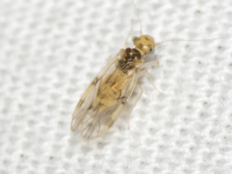 Pseudocaecilius citricola - photo 2