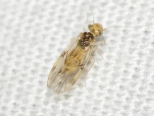 Pseudocaecilius citricola - photo 3