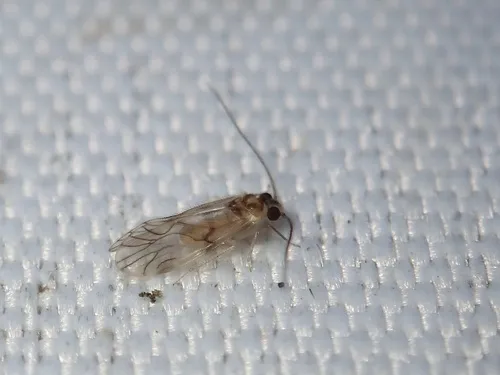 Pseudocaecilius maculosus