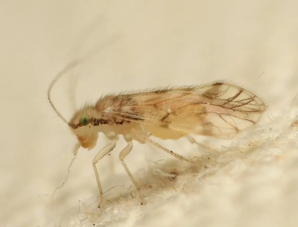 Pseudocaecilius tahitiensis