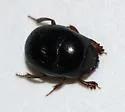 Pseudocanthon perplexus