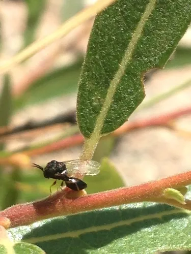 Pseudochalcura gibbosa