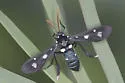 Lesser Wasp Moth - Hodges#8286 - photo 2