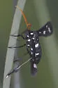 Lesser Wasp Moth - Hodges#8286 - photo 3