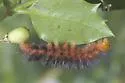 Lesser Wasp Moth - Hodges#8286 - photo 4