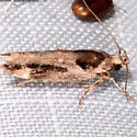 Pseudochelaria pennsylvanica - Hodges#1862