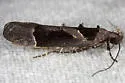 Pseudochelaria scabrella - Hodges#1863
