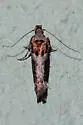 Pseudochelaria scabrella - Hodges#1863 - photo 4