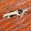 Pseudochelaria walsinghami - Hodges#1864