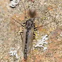 Pseudochironomus richardsoni - Pseudochironomus richardsoni