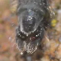 Pseudochironomus richardsoni - photo 2
