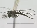 Pseudochironomus richardsoni - photo 3