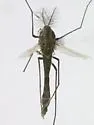 Pseudochironomus richardsoni - photo 4