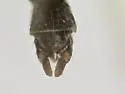 Pseudochironomus richardsoni - photo 5