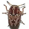 Pseudochlamys semirufescens