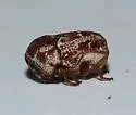 Pseudochlamys semirufescens - photo 2