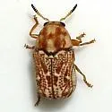 Pseudochlamys semirufescens - photo 3