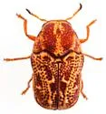 Pseudochlamys semirufescens - photo 4