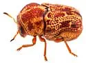 Pseudochlamys semirufescens - photo 5