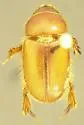 Pseudochodaeus estriatus - photo 2