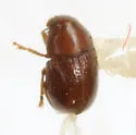 Pseudochoragus nitens