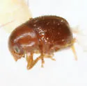 Pseudochoragus nitens - photo 2