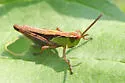 Marsh Meadow Grasshopper