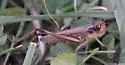 Marsh Meadow Grasshopper - photo 2