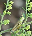 Marsh Meadow Grasshopper - photo 3