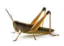 Marsh Meadow Grasshopper - photo 4