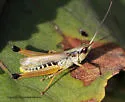 Marsh Meadow Grasshopper - photo 5