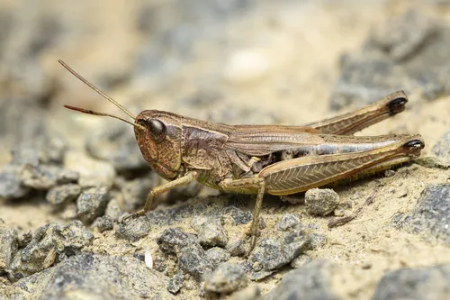 Meadow Grasshopper