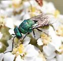 Pseudochrysis neglecta