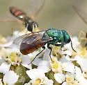 Pseudochrysis neglecta - photo 2