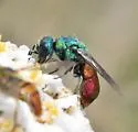 Pseudochrysis neglecta - photo 3