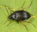 Pseudocistela brevis