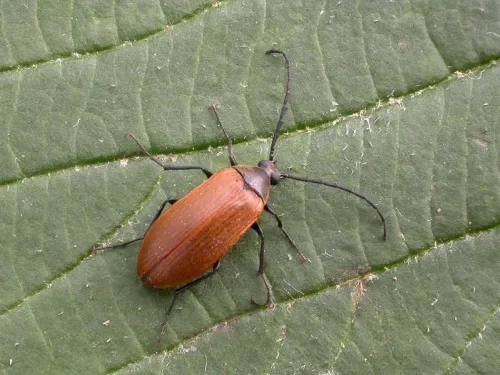 Pseudocistela ceramboides