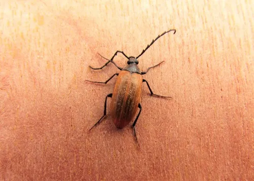 Pseudocistela ceramboides - photo 3