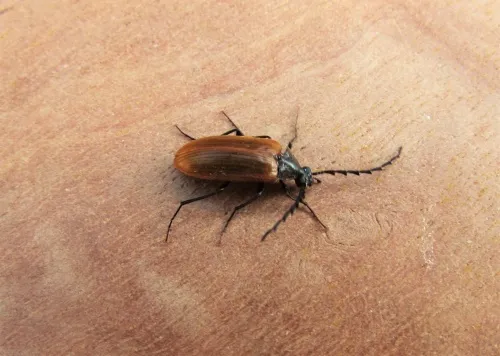 Pseudocistela ceramboides - photo 4