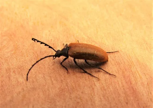 Pseudocistela ceramboides - photo 5