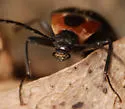 Pseudocistela marginata - photo 5